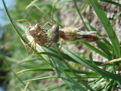 Somatochlora albicincta