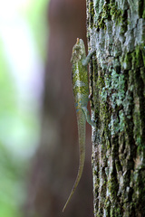 Calumma crypticum