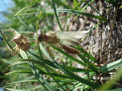 Somatochlora albicincta