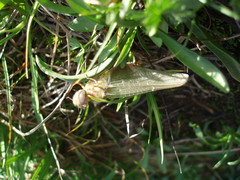 Somatochlora albicincta