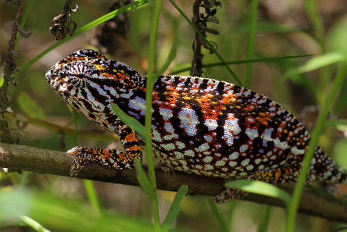 Carpet Chameleon