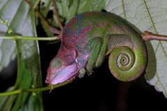 Calumma oshaughnessyi