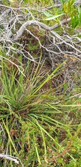 Lomandra effusa