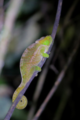 Calumma oshaughnessyi