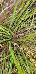 Lomandra effusa