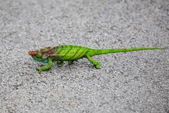 Calumma oshaughnessyi