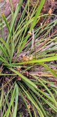 Lomandra effusa
