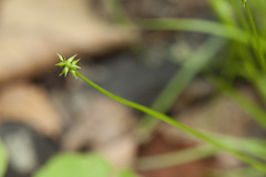 Carex onoei
