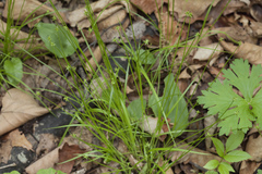 Carex onoei