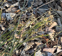 Juncus coriaceus
