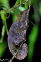 Calumma crypticum