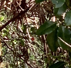 Drepanis coccinea