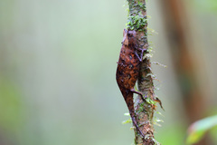 Brookesia superciliaris