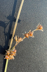 Juncus coriaceus