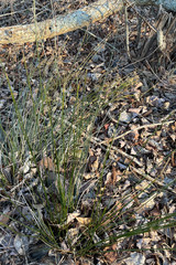 Juncus coriaceus
