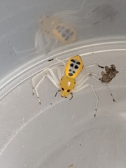 Poecilothomisus speciosus