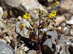 Erythranthe calcicola
