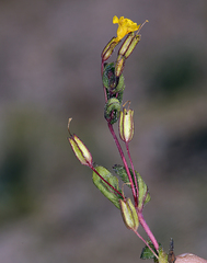 Erythranthe calcicola