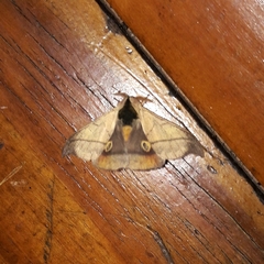 Hylesia scortina