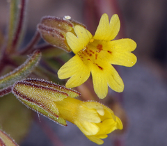 Erythranthe calcicola