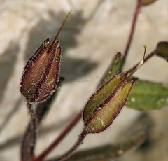 Erythranthe calcicola