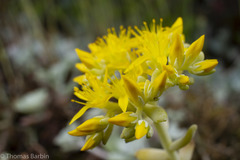 Sedum spathulifolium