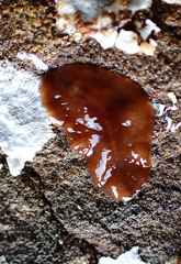 Leptoplanoidea