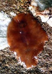 Leptoplanoidea