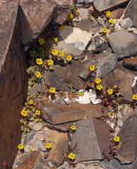 Erythranthe calcicola