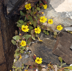 Erythranthe calcicola