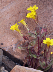 Erythranthe calcicola