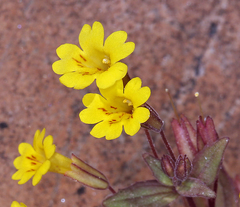 Erythranthe calcicola