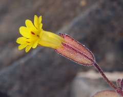 Erythranthe calcicola