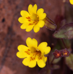 Erythranthe calcicola