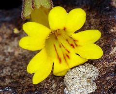 Erythranthe calcicola