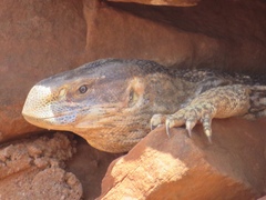 Varanus albigularis microstictus