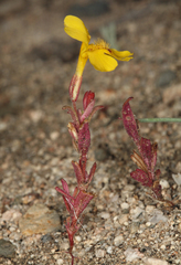 Erythranthe carsonensis