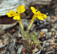 Erythranthe carsonensis