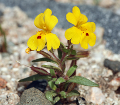 Erythranthe carsonensis