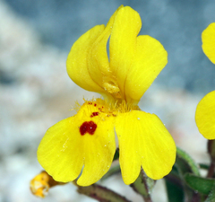 Erythranthe carsonensis