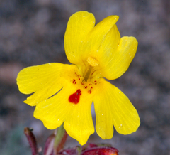 Erythranthe carsonensis