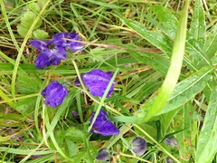 Aconitum fischeri
