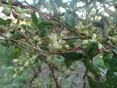 Cuscuta exaltata