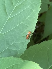 Dasymutilla scaevola