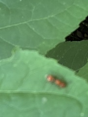 Dasymutilla scaevola