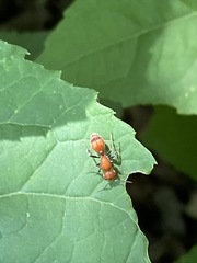 Dasymutilla scaevola