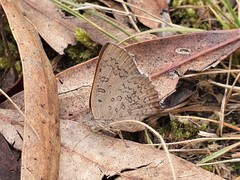 Paralucia pyrodiscus lucida