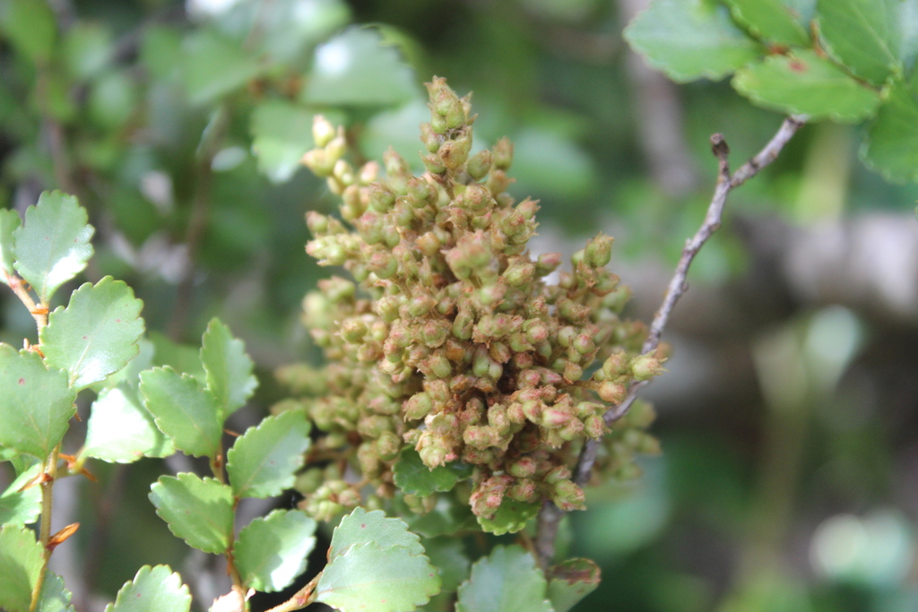 Beech witches broom mite
