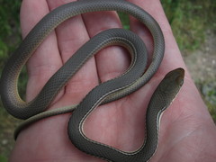 Masticophis bilineatus