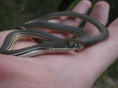 Masticophis bilineatus